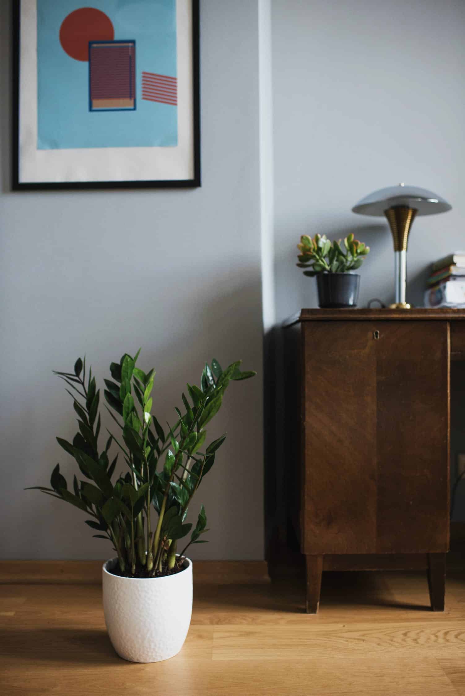 zz plant with contemporary pot modern greenery