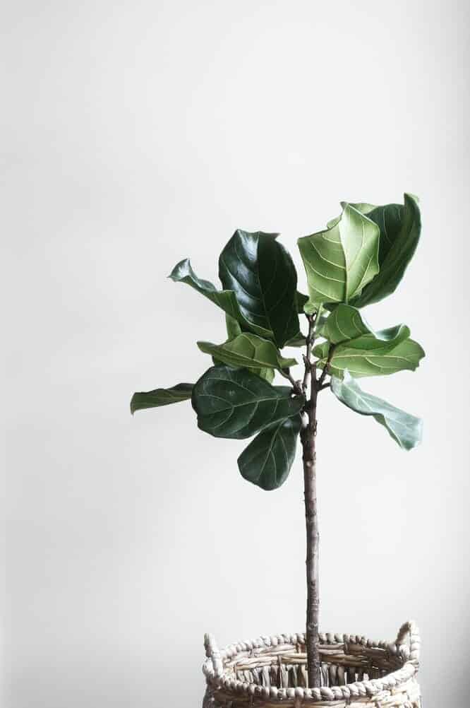 fiddle leaf fig tree modern greenery